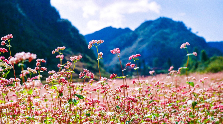 Highland rice terraces